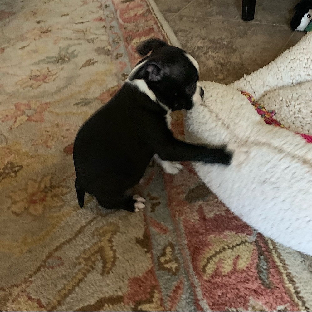 Family and pups - Picture 2 of 7